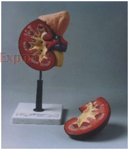 HUMAN KIDNEY